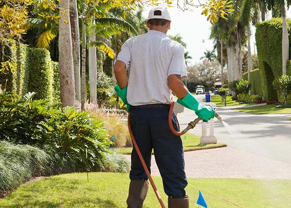 About Mcallen TX Pest Control Pros